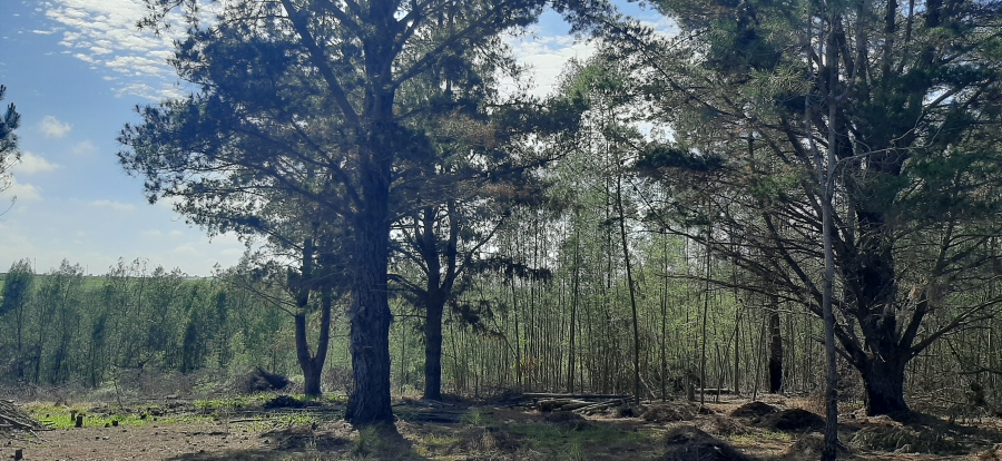 Commercial Property for Sale in Friemersheim Western Cape